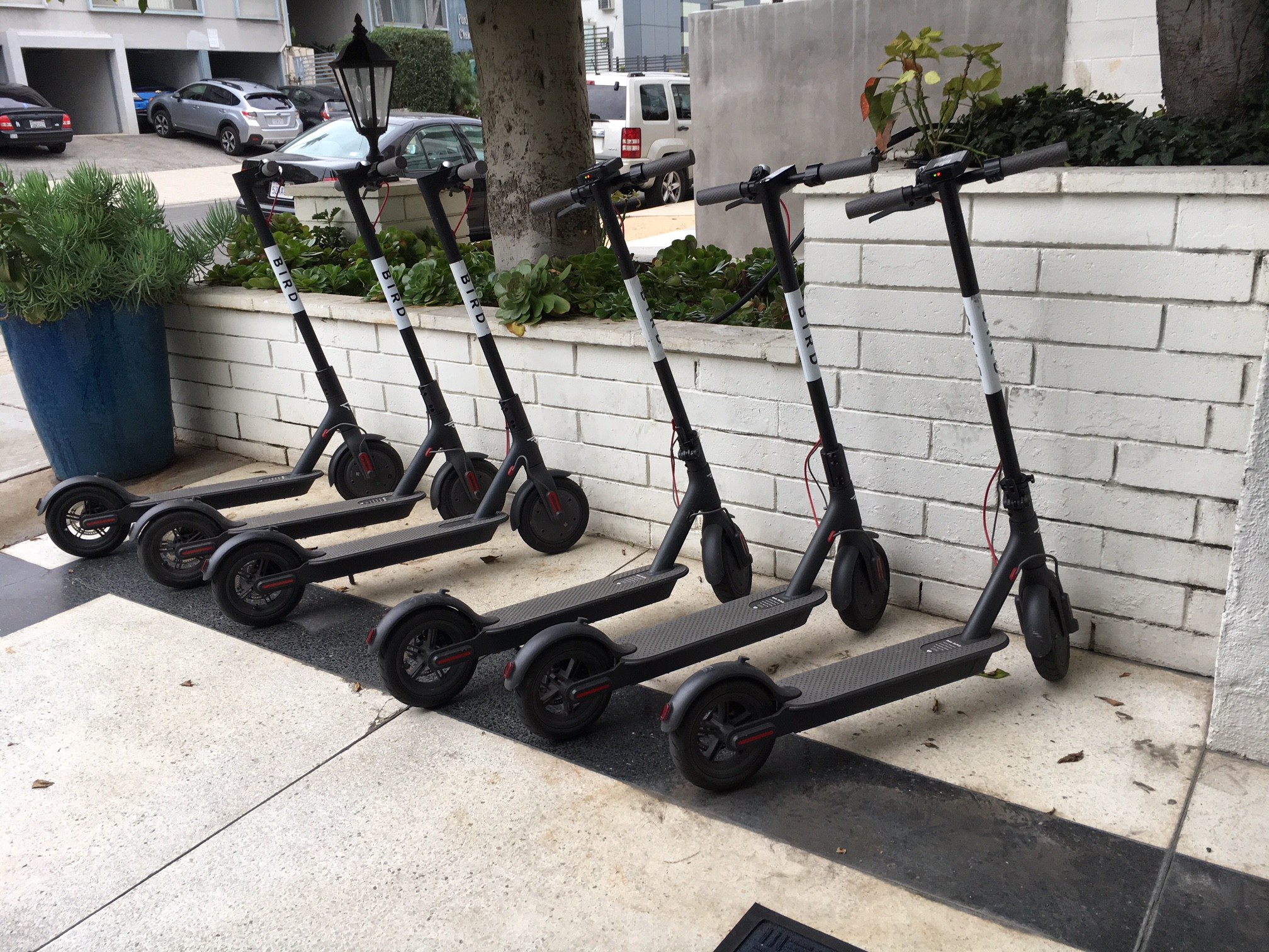 Bird Scooters